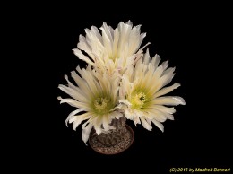 Echinocereus ctenoides Niess114 631